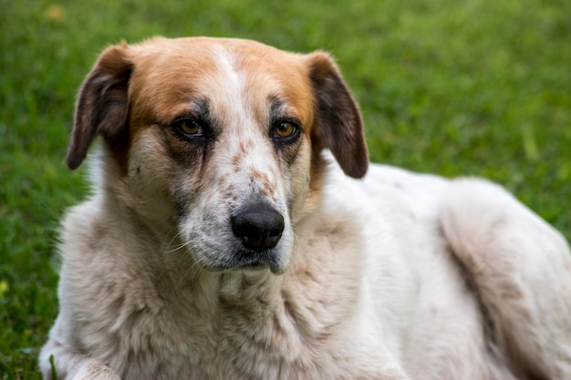 Portret van een witte en bruine hond