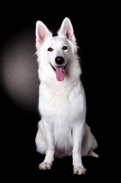 Portret van een witte herder die zijn tong uitsteekt tegen een zwarte achtergrond