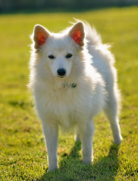 Foto portret van een witte hond die op het veld staat