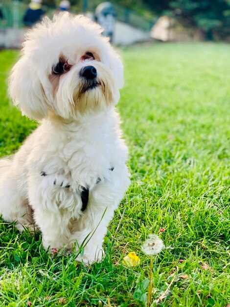 Foto portret van een witte hond op het veld