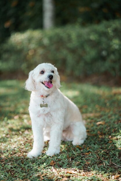 Portret van een witte hond op het veld