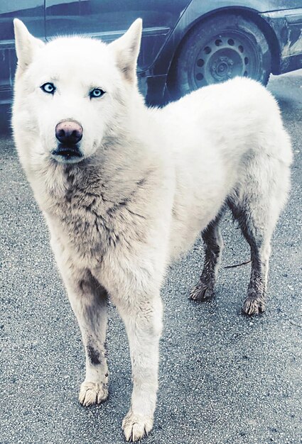 Foto portret van een witte hond op sneeuw