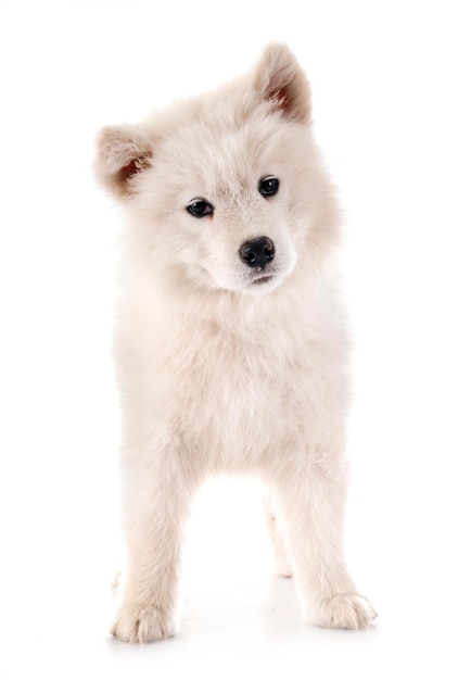 Portret van een witte hond
