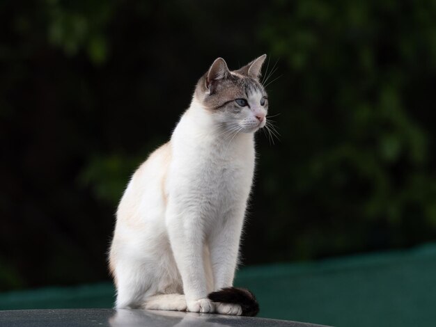 portret van een witte huiskat