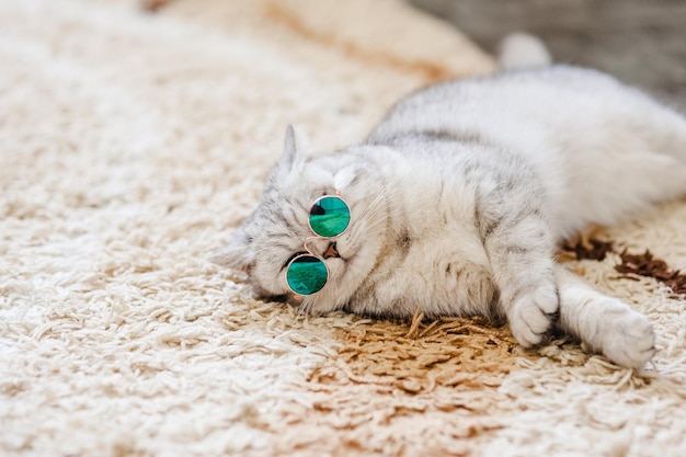 Portret van een witte kat die een bril draagt, een modeconcept witte kat die op bed ligt