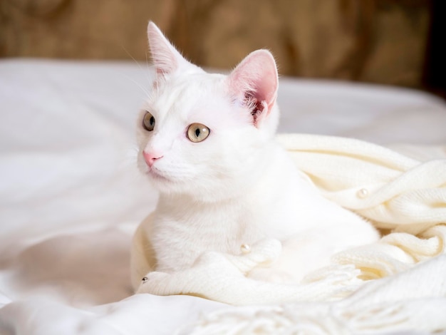 Portret van een witte kat die op een witte sprei ligt