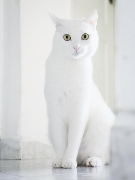 Portret van een witte kat die thuis op de tegelvloer zit