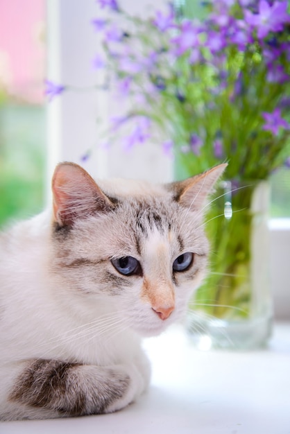 Portret van een witte kat met blauwe ogen op de vensterbank tegen een boeket bloemen close-up