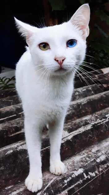 Foto portret van een witte kat