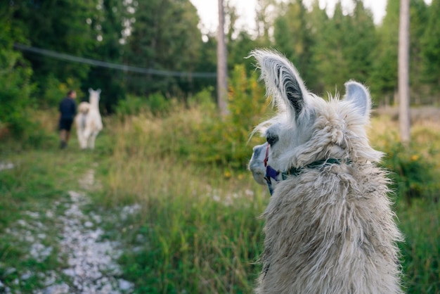 Portret van een witte lama in de buitenlucht Dierenbescherming en boerderijleven