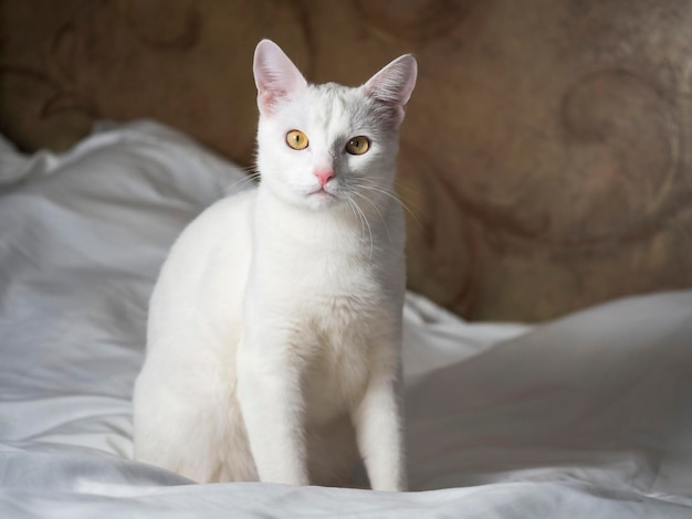 Portret van een witte mooie kat