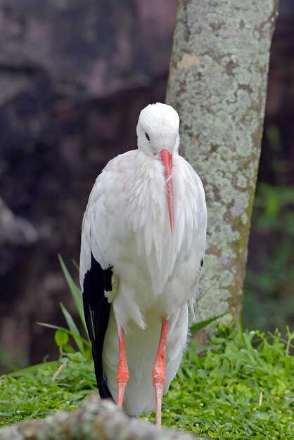 Portret van een witte ooievaar