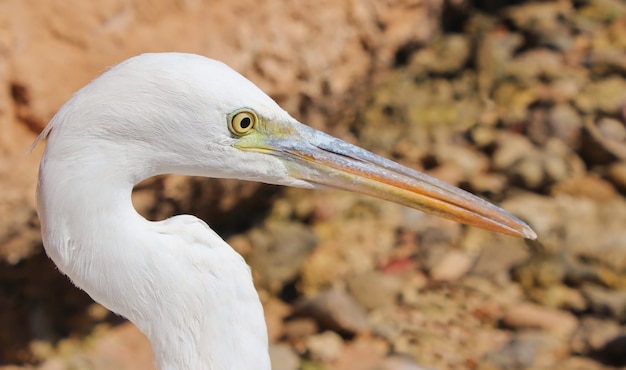 Portret van een witte reiger close-up op een achtergrond van stenen.