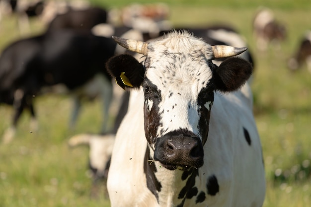 Portret van een witte stier met zwarte vlekken.