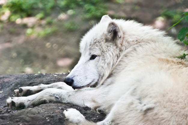 Portret van een witte wolf, hete seizoen