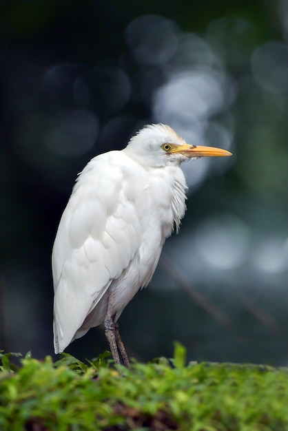 Portret van een witte zilverreiger die op een zachte en donkere achtergrond staat