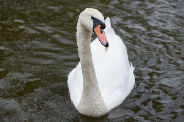 Portret van een witte zwaan die op een meer zwemt