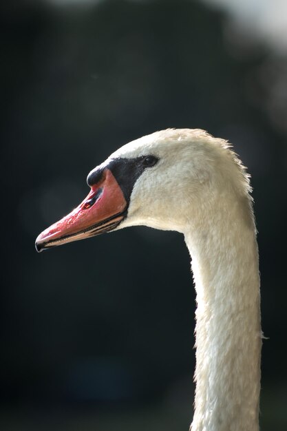 Portret van een witte zwaan