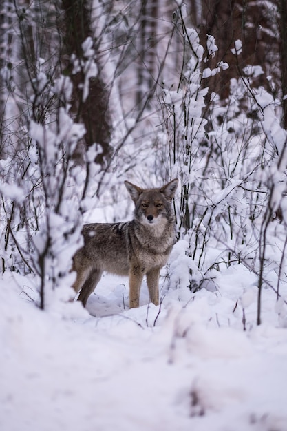 Portret van een wolf die bij gedroogde planten op een met sneeuw bedekt veld staat