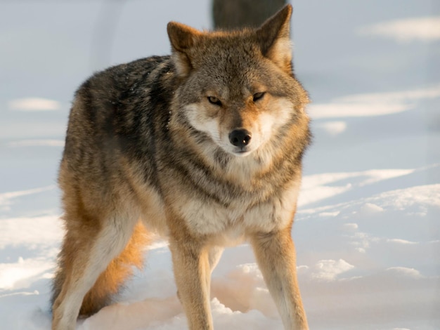 Portret van een wolf op sneeuw tegen de lucht