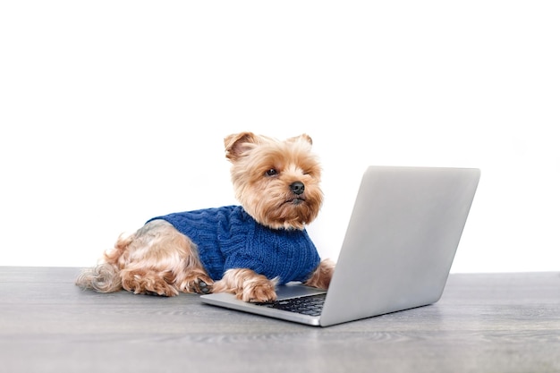 Portret van een Yorkshire Terrier voor een laptop op een witte achtergrond