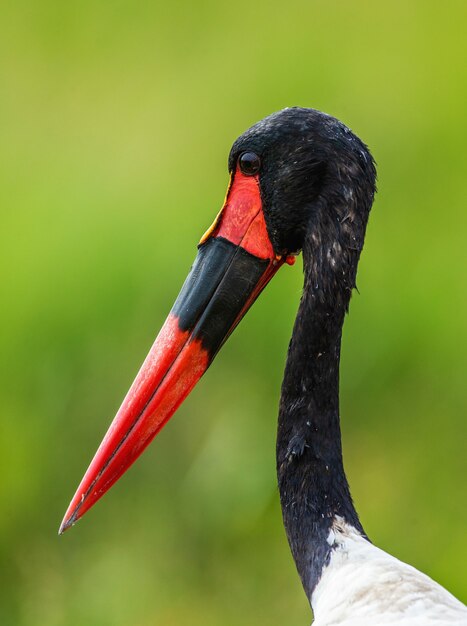 Foto portret van een zadelbekooievaar close-up