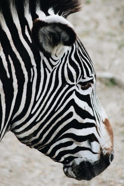 Portret van een zebra