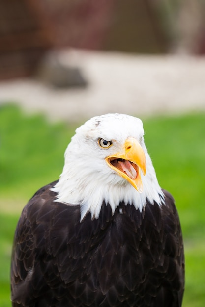 Portret van een zeearend op gras.