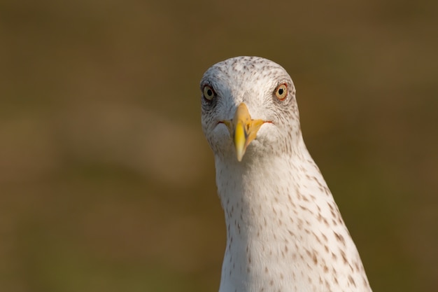 Portret van een zeemeeuw met gele piek