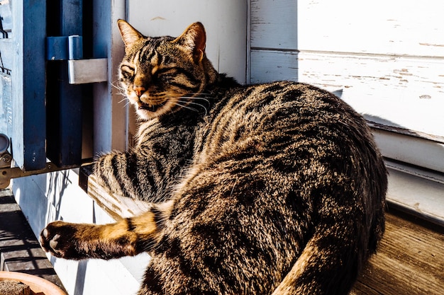 Foto portret van een zittende kat