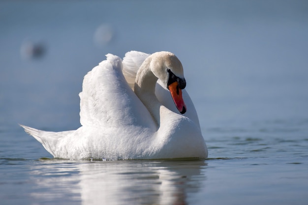 Portret van een zwaan (cygnus olor)