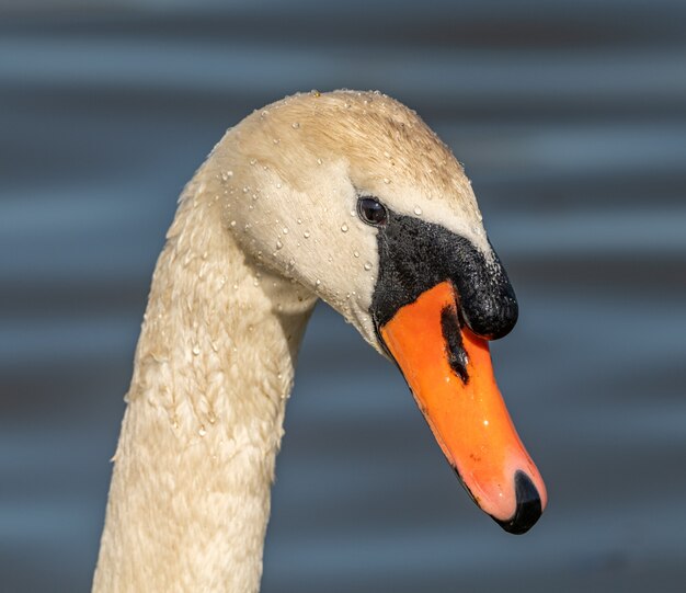 Portret van een zwaan in de natuur