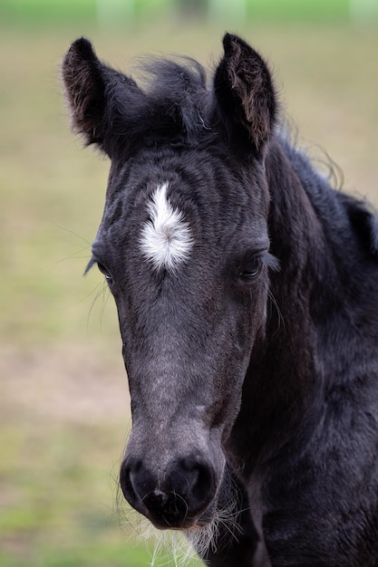 Portret van een zwart veulen Hoofd van een zwart paard met een witte vlek