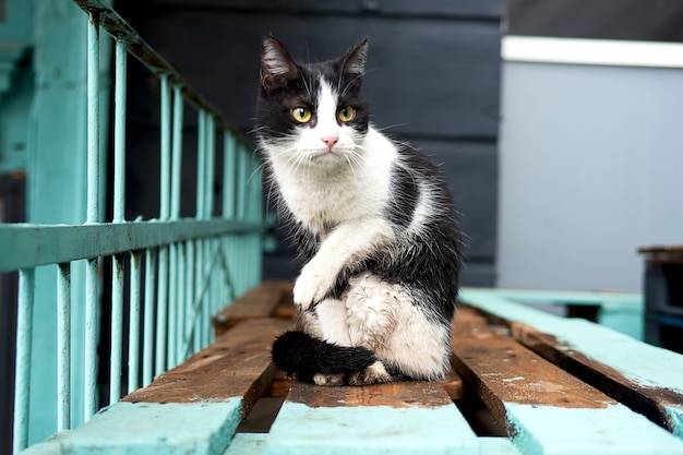 Portret van een zwart-witte kat met gele ogen zit op de planken na de regen.