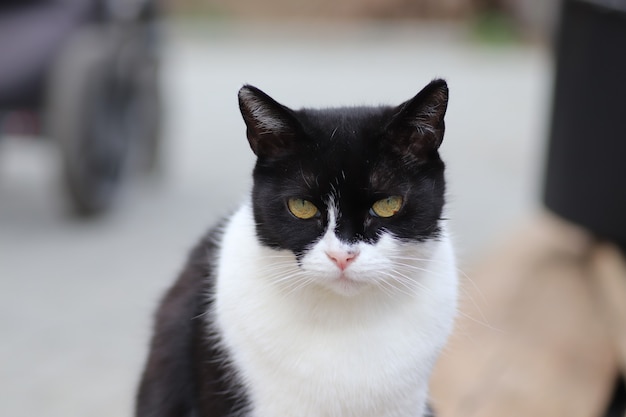 portret van een zwart-witte kat op een zonnige dag