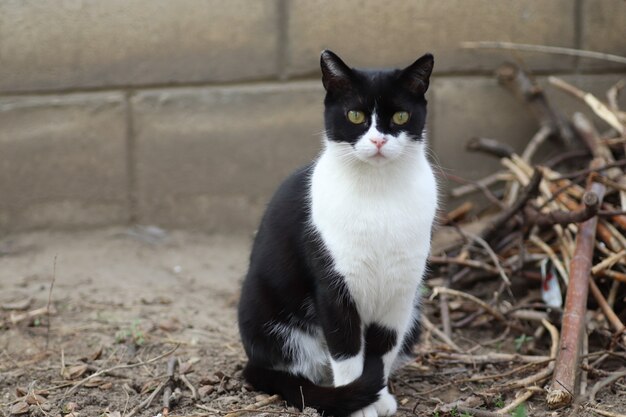 Portret van een zwart-witte kat op een zonnige dag