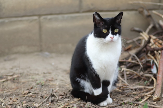 portret van een zwart-witte kat op een zonnige dag