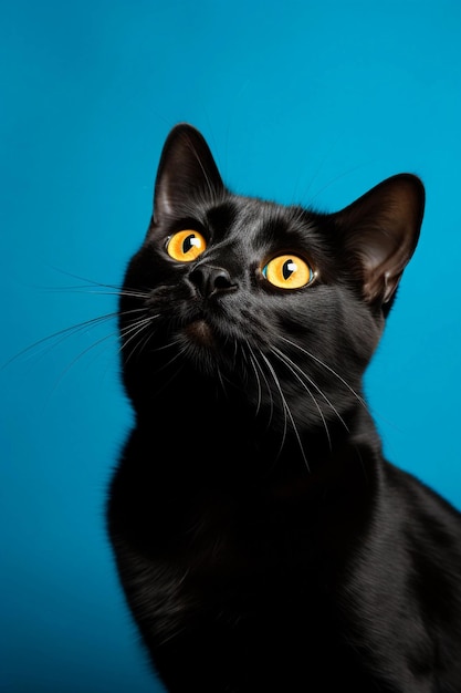Portret van een zwarte Bombay-kat