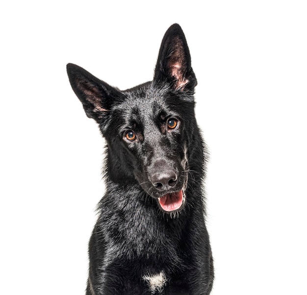 Portret van een zwarte duitse herder hijgend en kijkend naar de camera