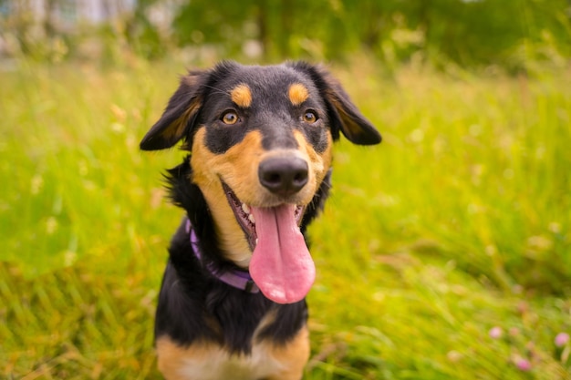 Portret van een zwarte en bruine hond zittend op een zonnige lentedag in een bloemenweide met zijn mond open en zijn tong opknoping uit Border Collie Pitbull en Boxer Mix Puppy Dog