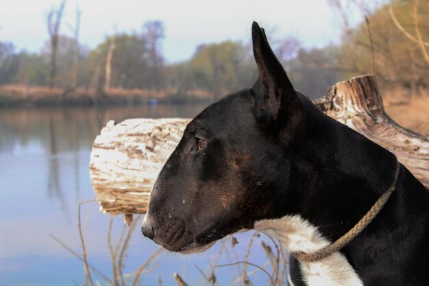 Portret van een zwarte Engelse bullterrier met een teugel