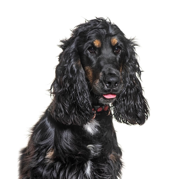 Portret van een zwarte Engelse cocker spaniel puppy die hijgt op een witte achtergrond