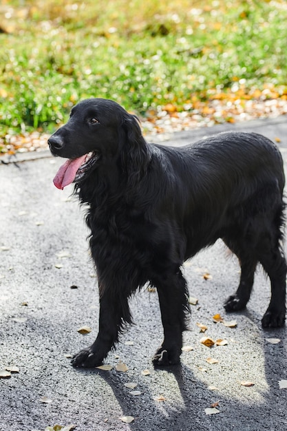 Foto portret van een zwarte flatcoated retriever die in het herfstpark loopt en speelt met een raszuivere hond op de achtergrond van de stedelijke natuur