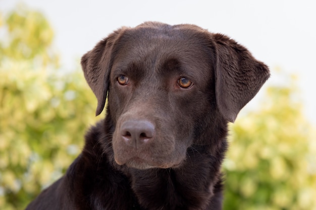 Portret van een zwarte Golden retrieverhond