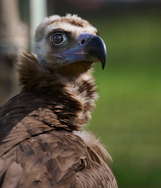 Portret van een zwarte griffioen vogel in de natuur close-up