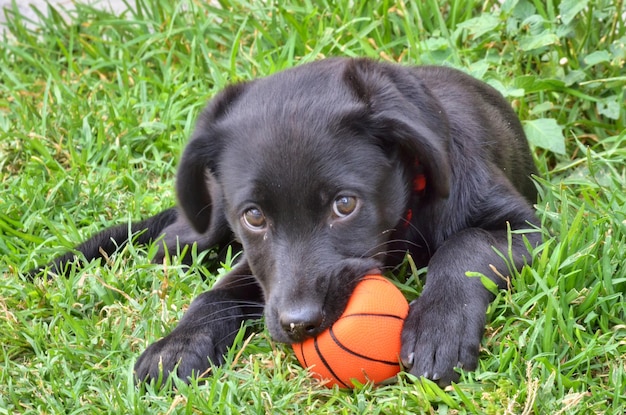 Portret van een zwarte hond die ontspant op het gras