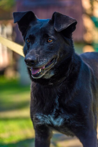 Foto portret van een zwarte hond die op het veld zit