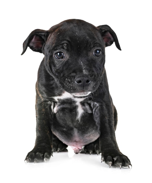 Portret van een zwarte hond die tegen een witte achtergrond zit