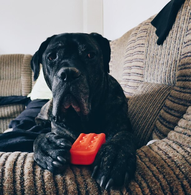 Foto portret van een zwarte hond die thuis op de bank zit