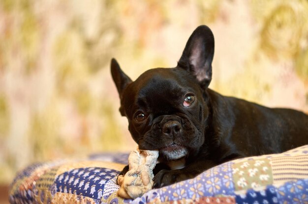 Foto portret van een zwarte hond